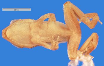 Media type: image; Herpetology A-10610